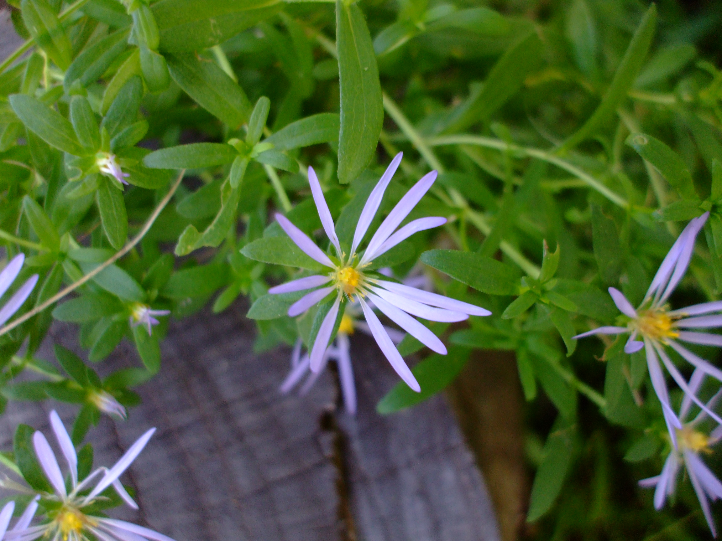 Aster subspicatus